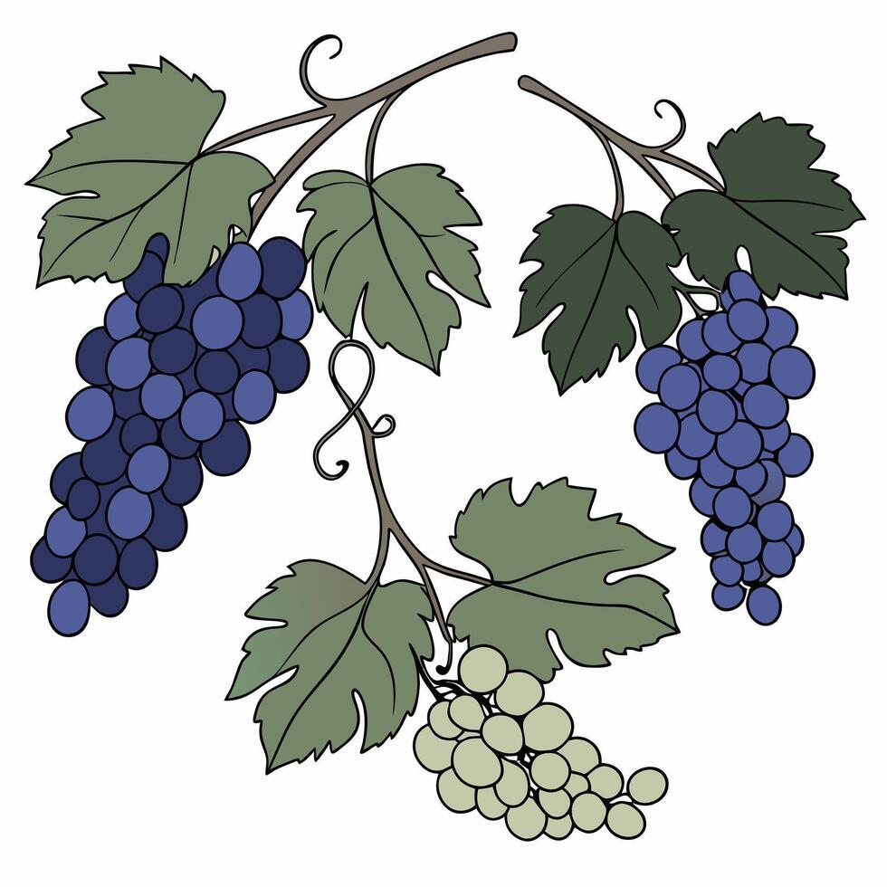 grapes clip art vector