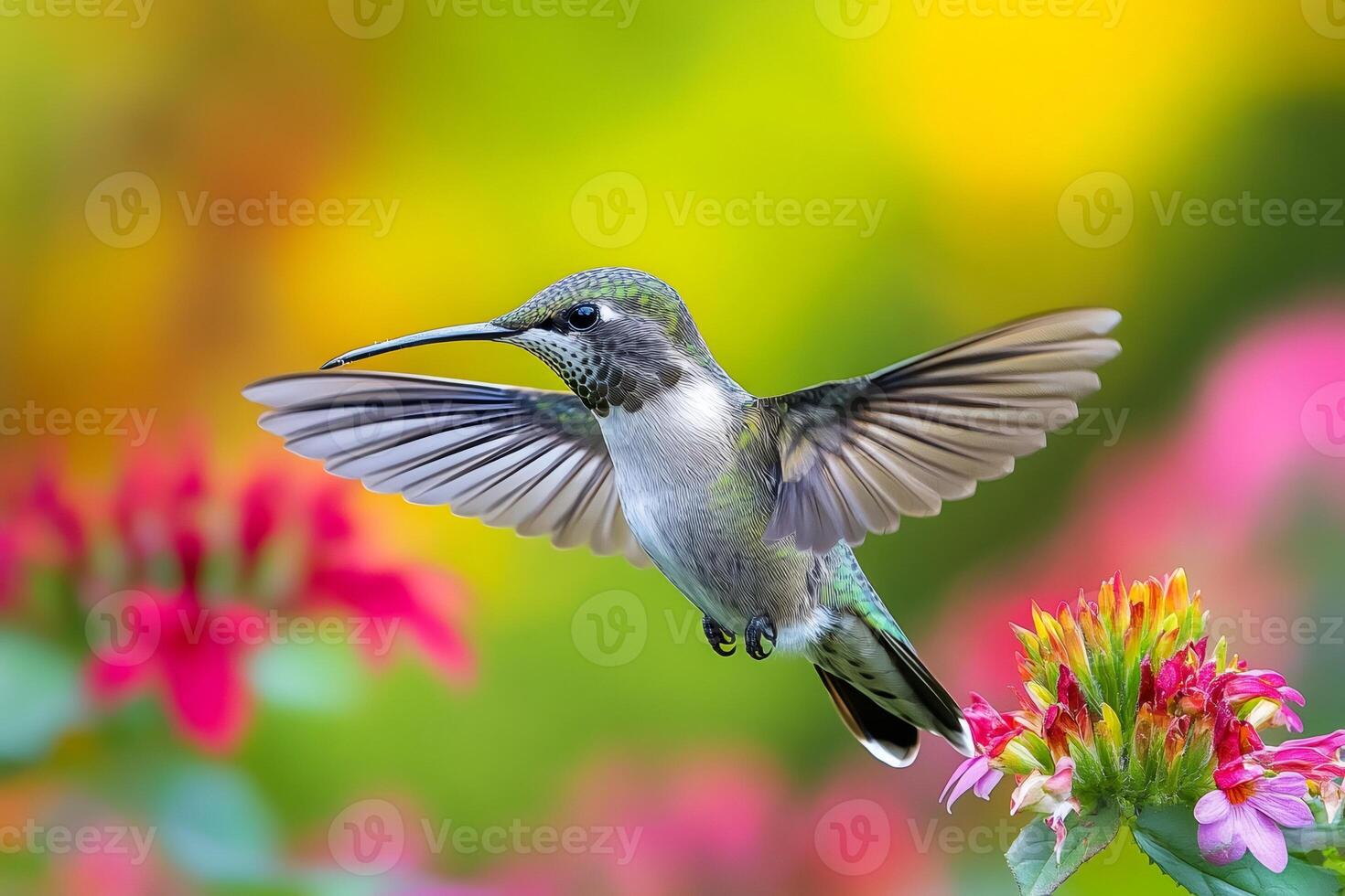 Hummingbird flying and flapping wings over colorful flowers photo