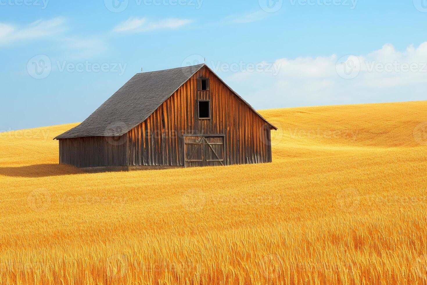 Old wooden barn standing in a golden wheat field under a blue sky photo