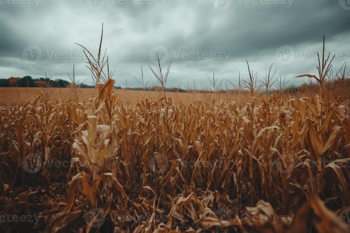 Dry corn stalks standing in a field under a cloudy sky photo