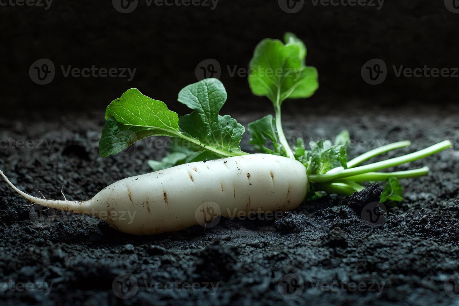 Freshly harvested white radish lying on dark soil photo