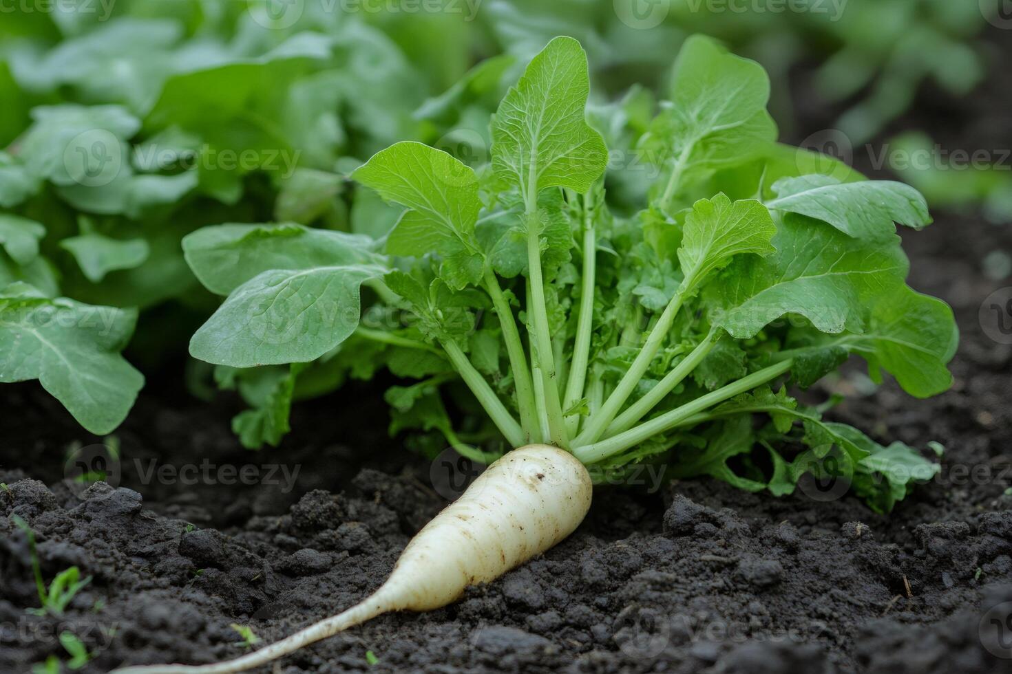 White radish growing in fertile soil with lush green leaves photo