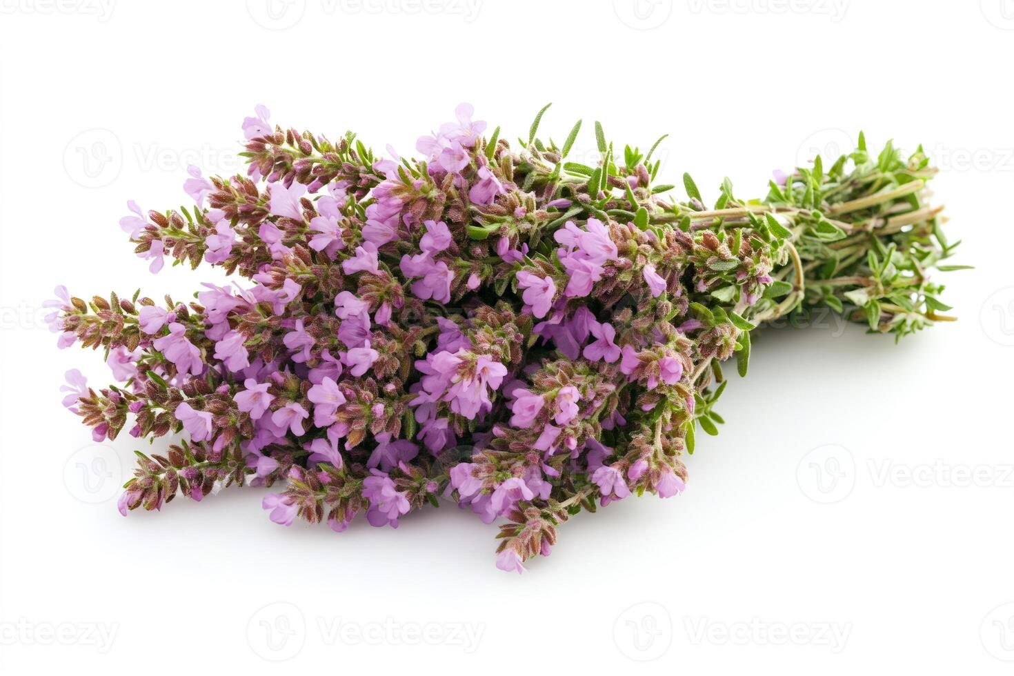 Bunch of fresh thyme with flowers on white background photo