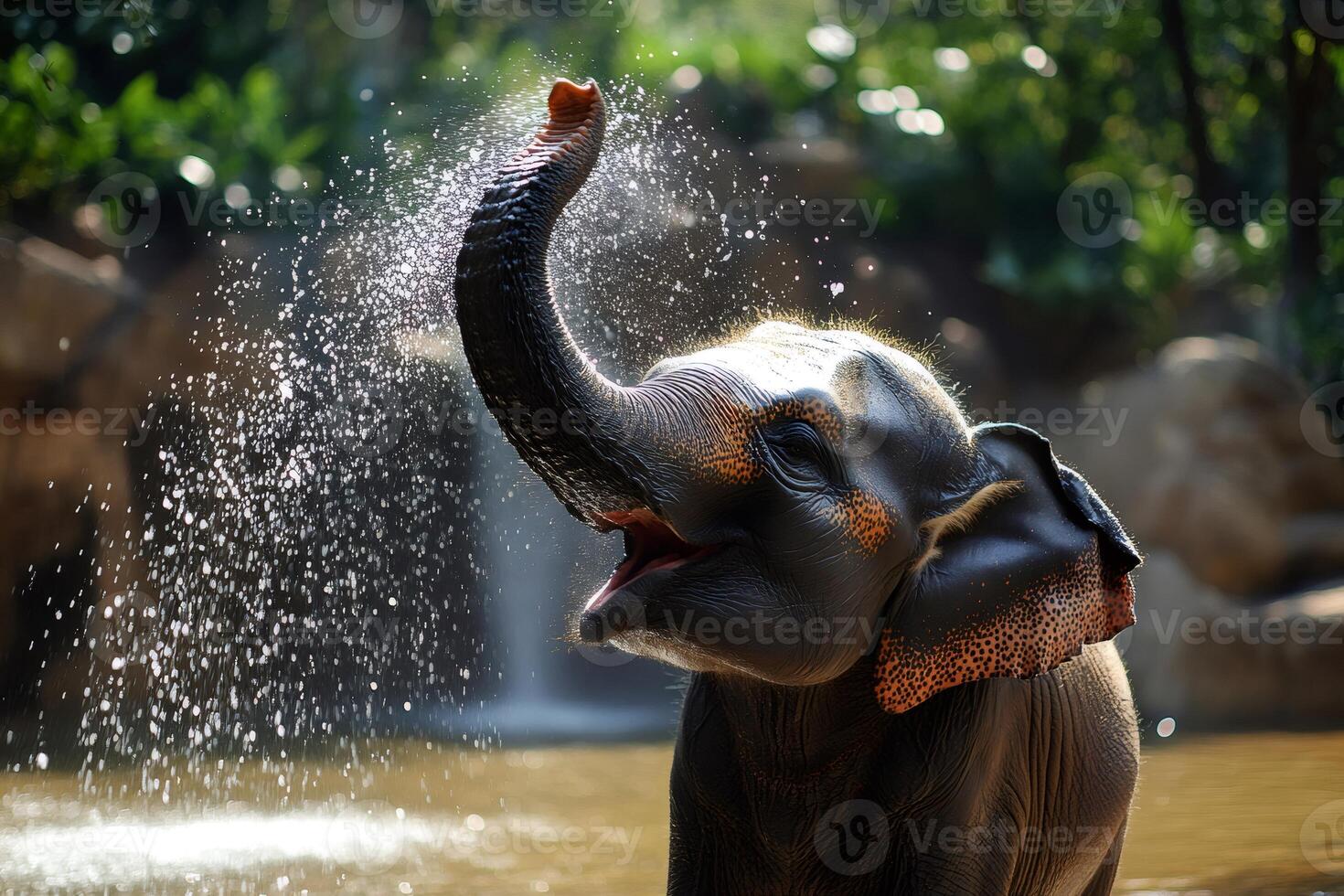 Young elephant spraying water with its trunk. photo