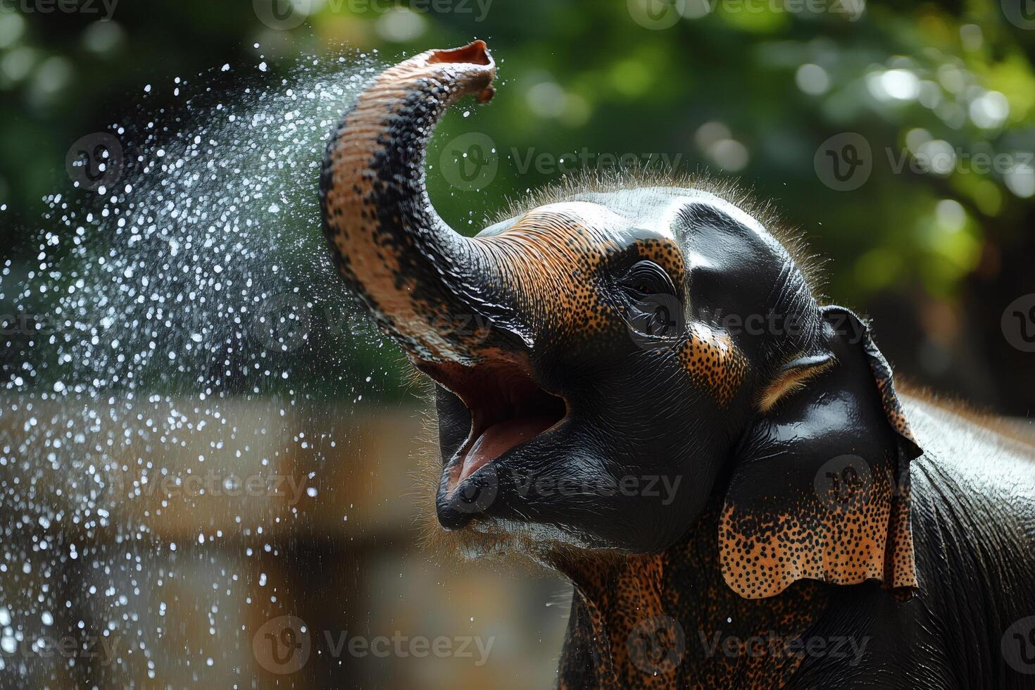 Young elephant spraying water with its trunk photo