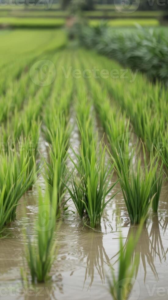 Rice field with water and green plants photo