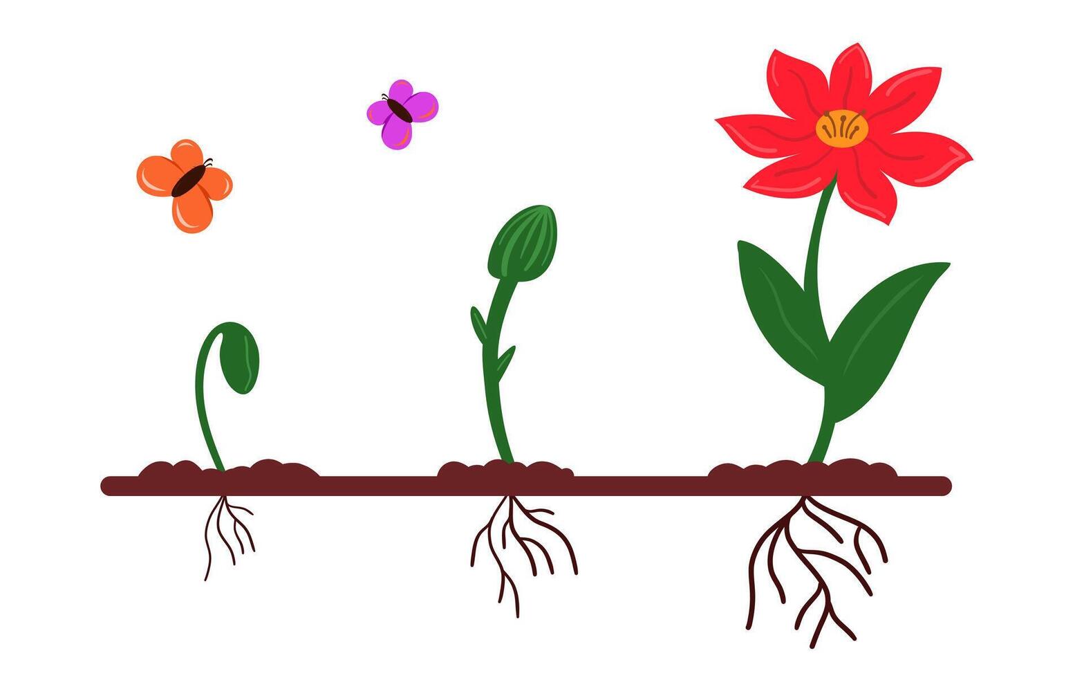 Plant growth stages from seedling to flower, cartoon style, white background, concept of growth and development vector