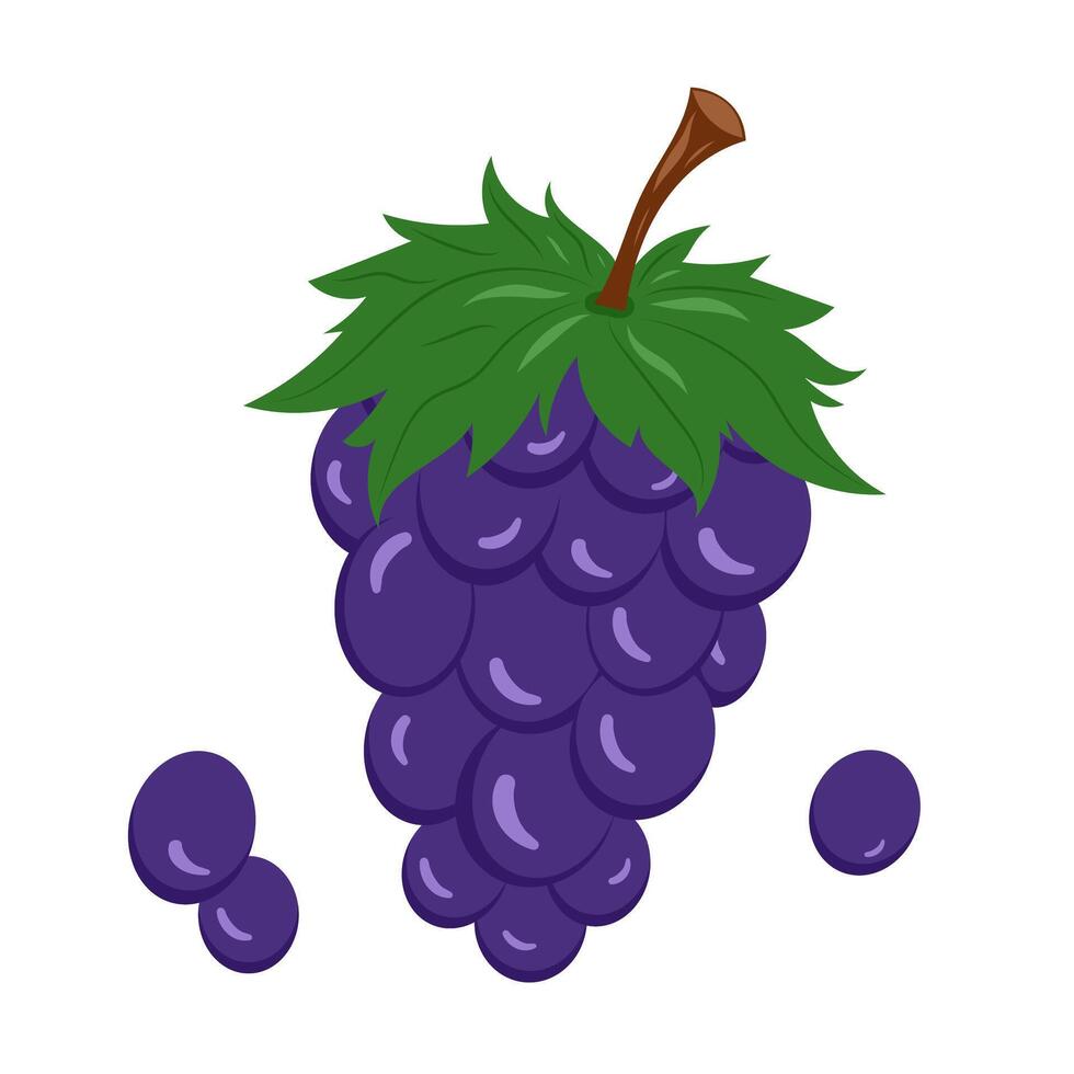 Purple grapes with leaves on a stem, cartoon style, white background, fruit illustration vector