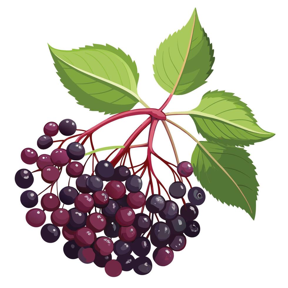 elderberry fruit, illustration vector