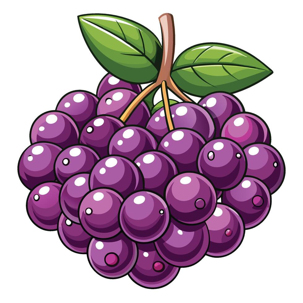 illustration of purple berries on white background vector