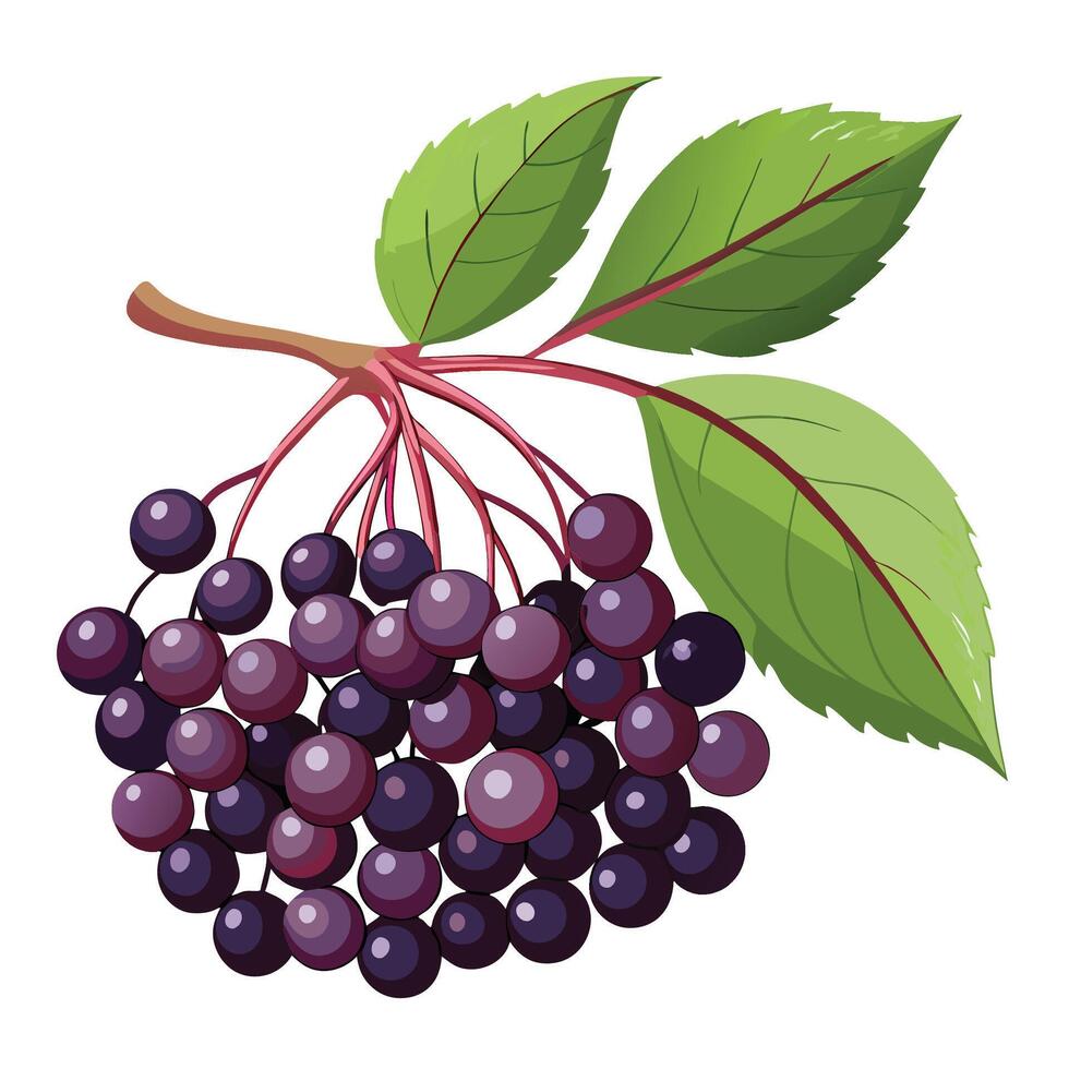 a bunch of black elderberries with leaves on white background vector