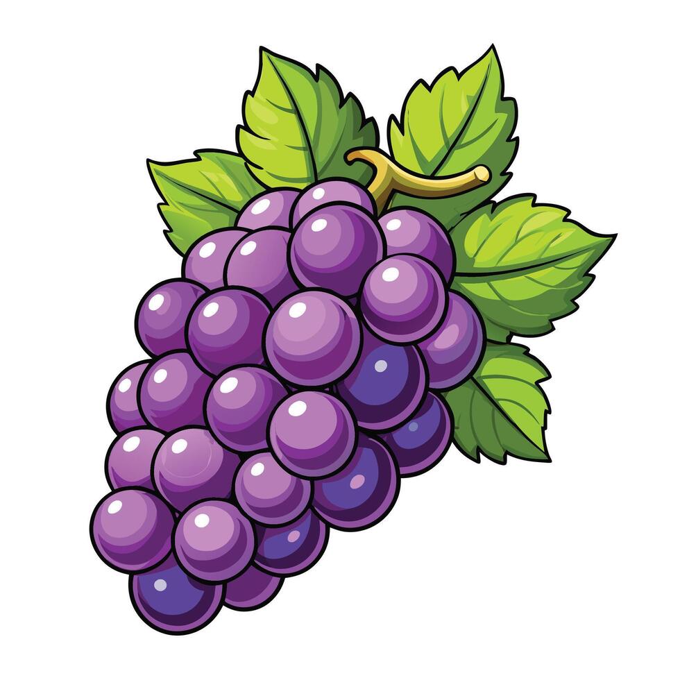 grape fruit white background illustration vector
