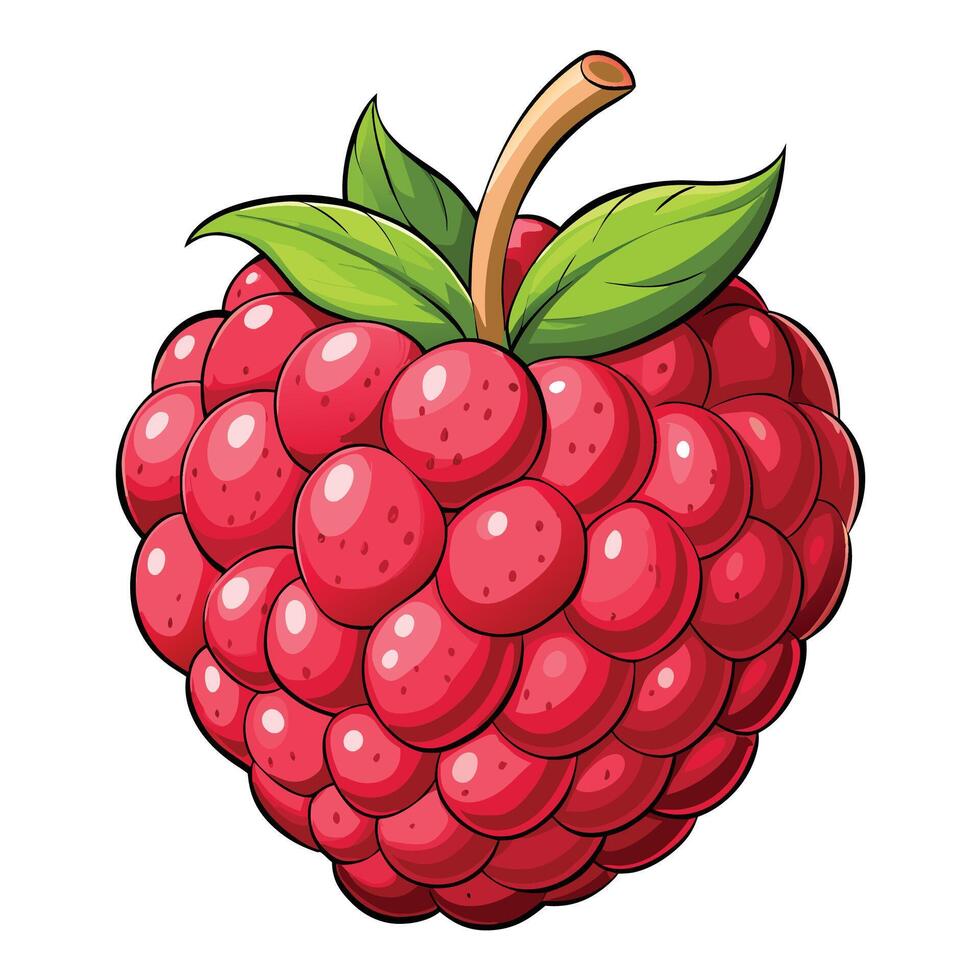 raspberry fruit illustration, vector