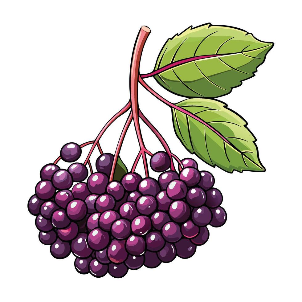 a bunch of purple elderberry on white background vector