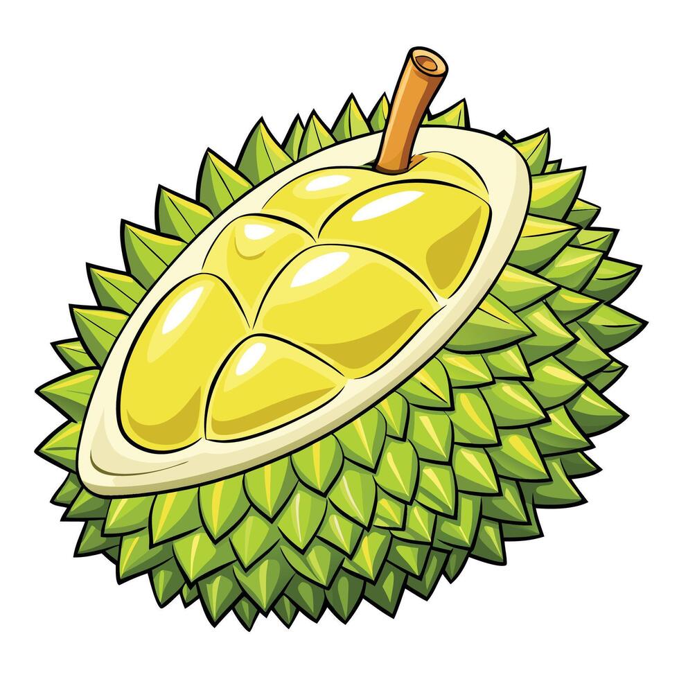 durian fruit illustration isolated background vector