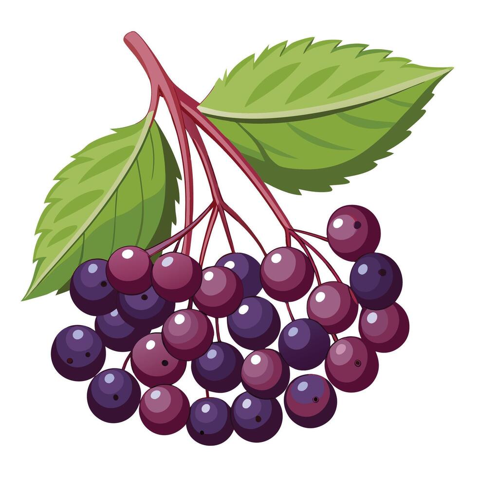 illustration of bunch of elderberry vector