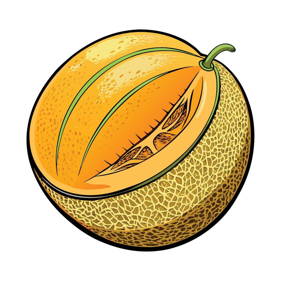 a melon is shown in a cartoon style vector