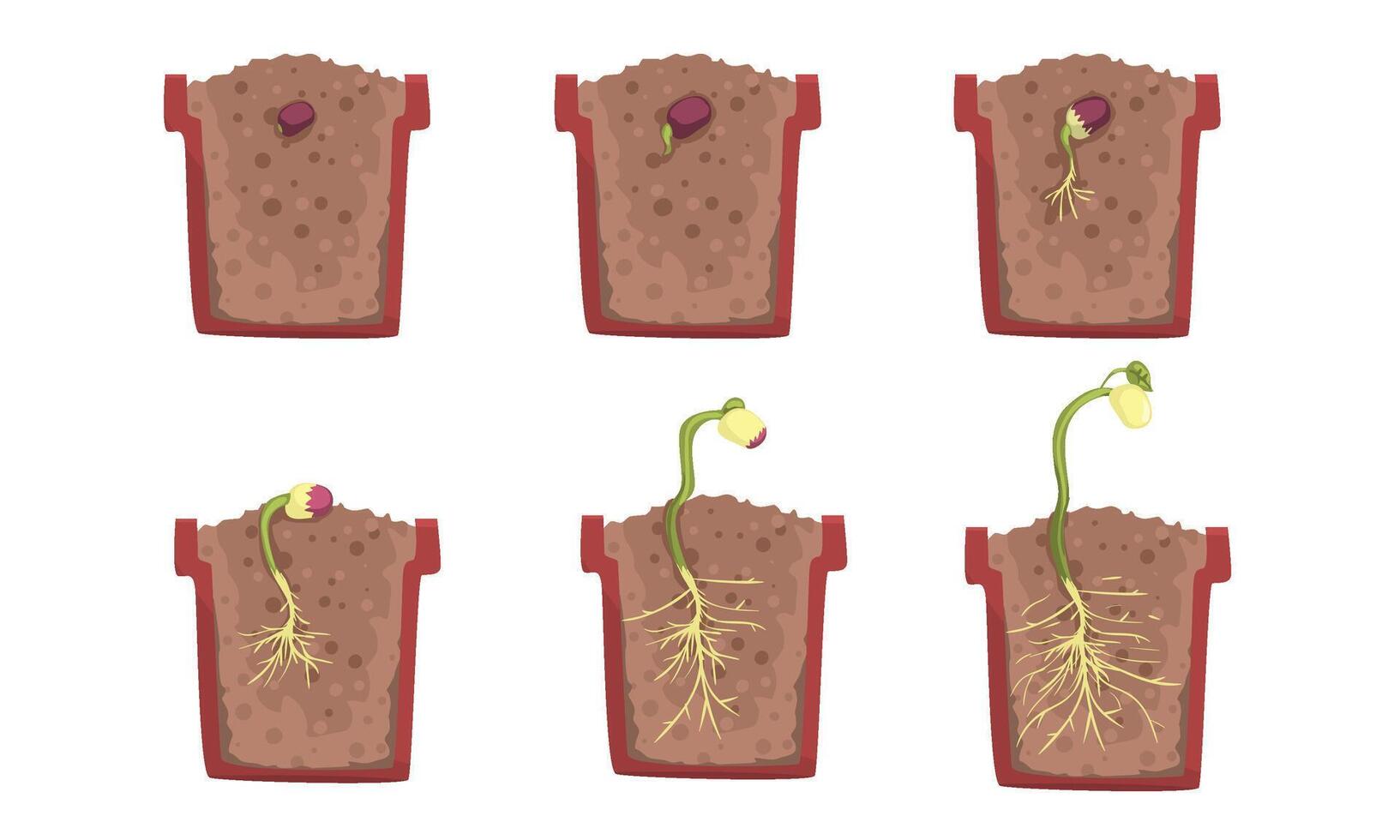 Bean seed germination stages with a pot. illustration. vector