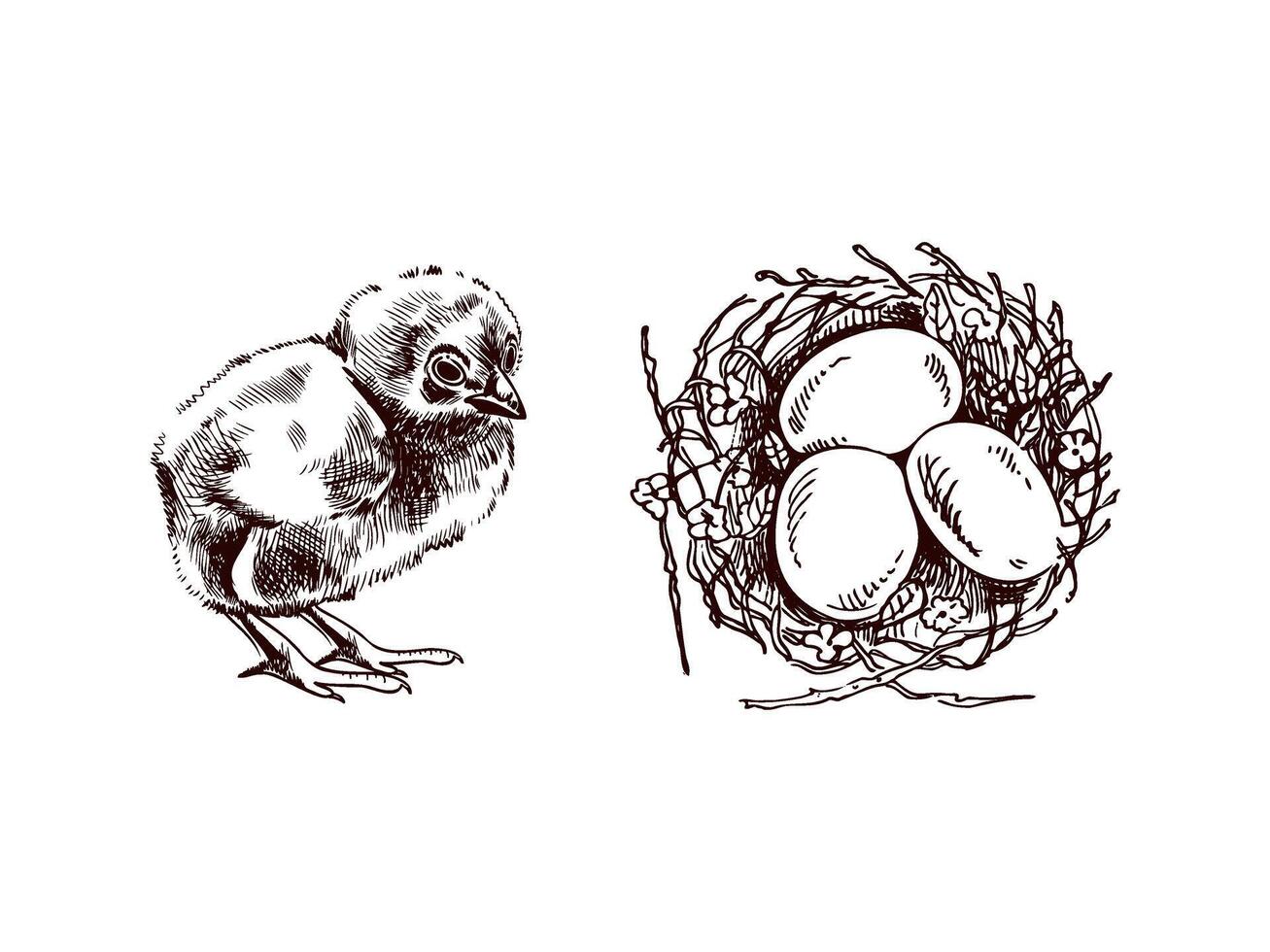 Hand drawn Easter chick and nest with eggs vintage illustration vector