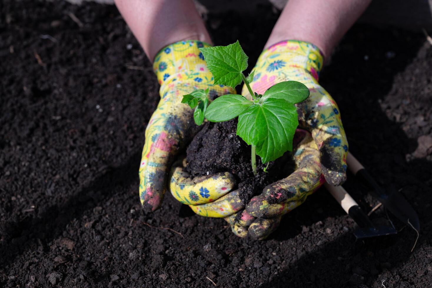 Female On a sunny, beautiful day hands in gardening gloves hold cucumber seedlings before planting in the soil, space for text photo