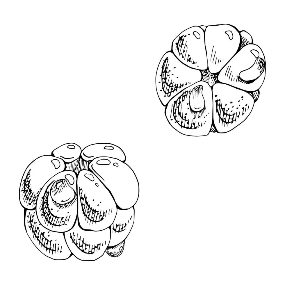 Cloudberry raspberry sloe fruit with dew water drops, forest berry mulberry loganberry boysenberry, hand drawn ink. Botanical isolated illustration set. Restaurant, cafe menu, farmers market vector