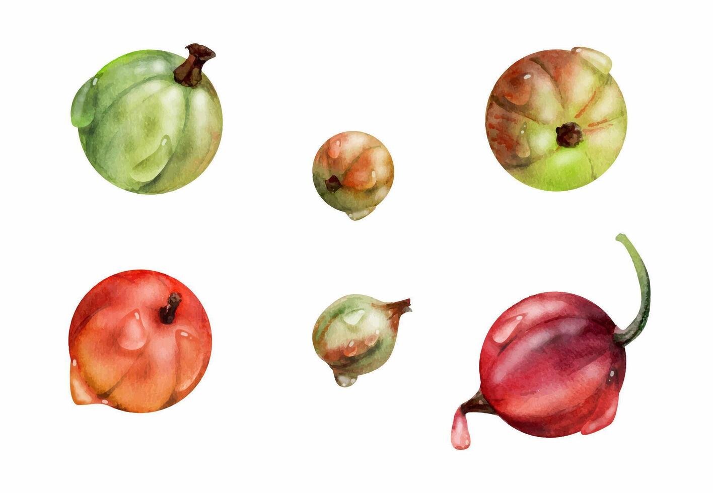 Currant gooseberry in water dew drops, garden berry huckleberry juneberry casseille jostaberry, watercolor hand drawn. Botanical isolated elements illustration. Restaurant, cafe menu, farmers market vector