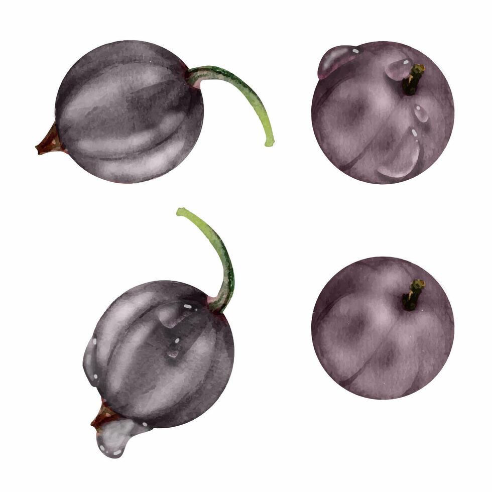 Currant gooseberry in water dew drops, watercolor hand drawn, garden berry huckleberry juneberry casseille jostaberry. Botanical isolated elements illustration. Restaurant, cafe menu, farmers market vector