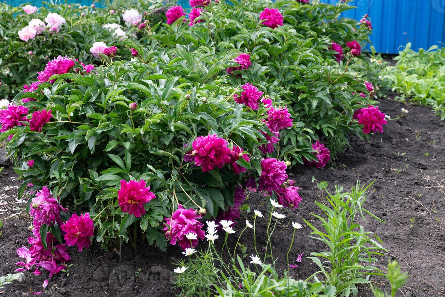 Red Peony albiflora. Paeonia officinalis Command Performance in the garden photo