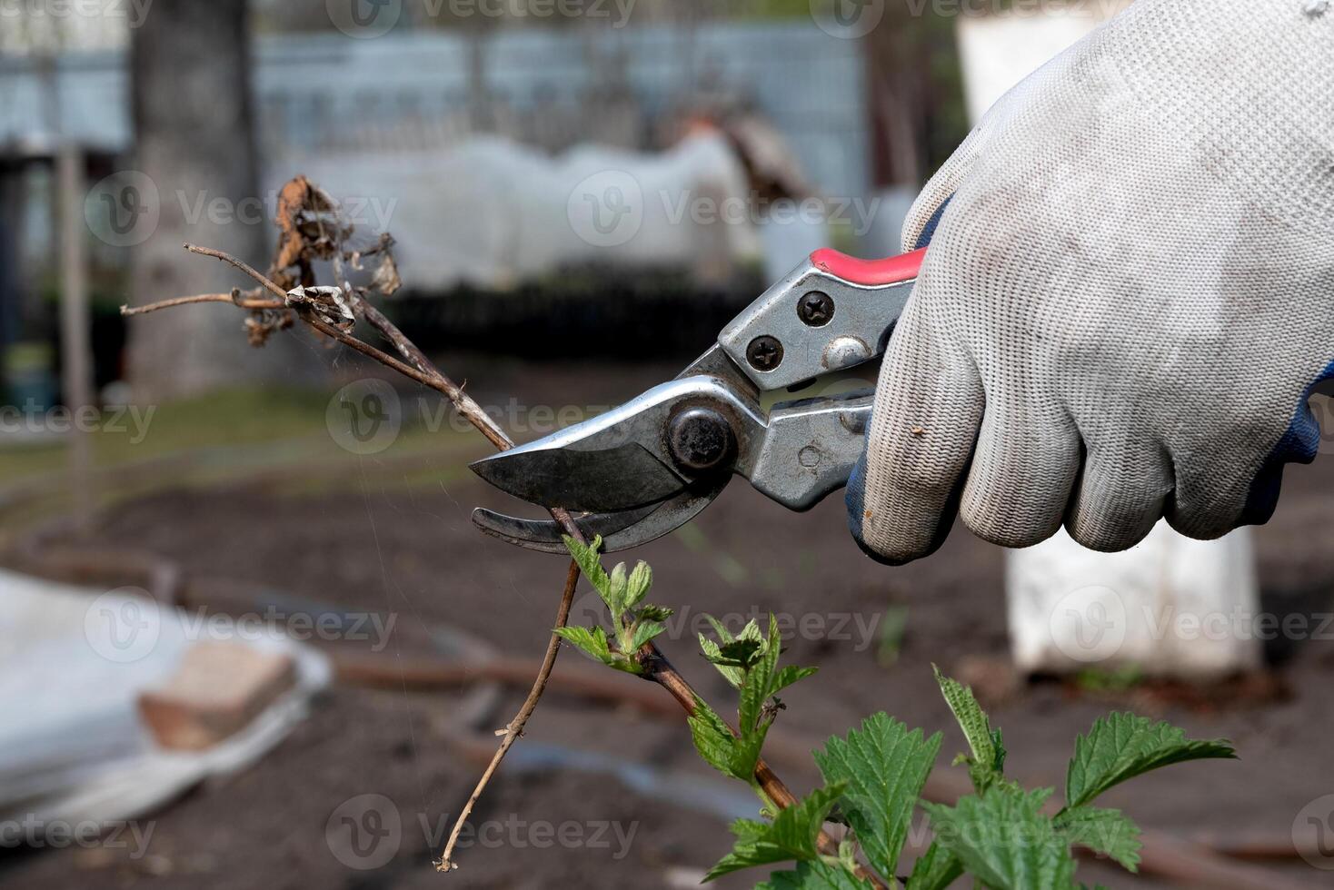 Final garden work of autumn. Farmer hand prunes and cuts branches of a tree in the garden with pruning shears or secateurs in autumn. Man pruning tree with clippers. Autumn cut tree close up. photo