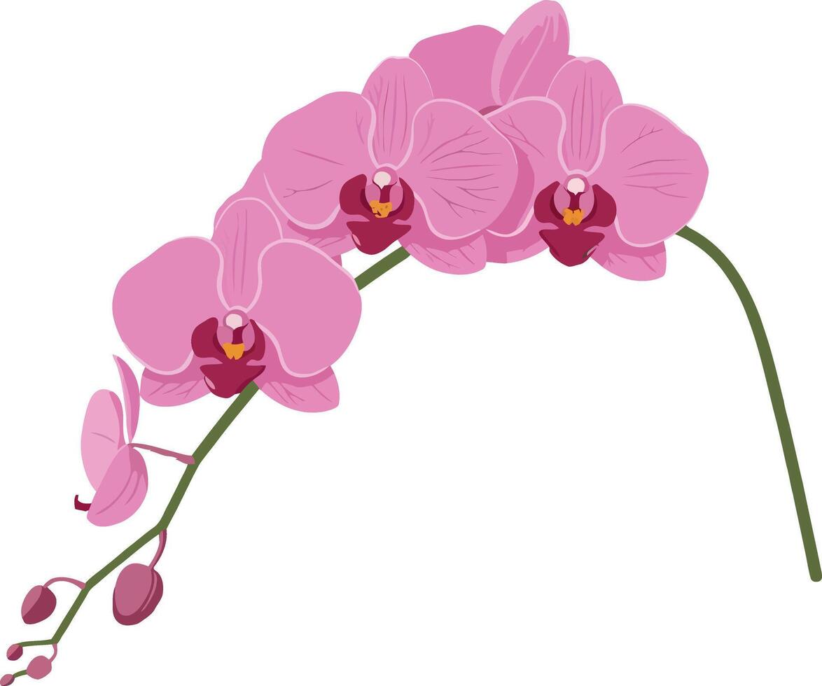 Pink orchid flower branch in minimalist style showcasing delicate petals and graceful curves in vibrant hues, elegant illustration vector
