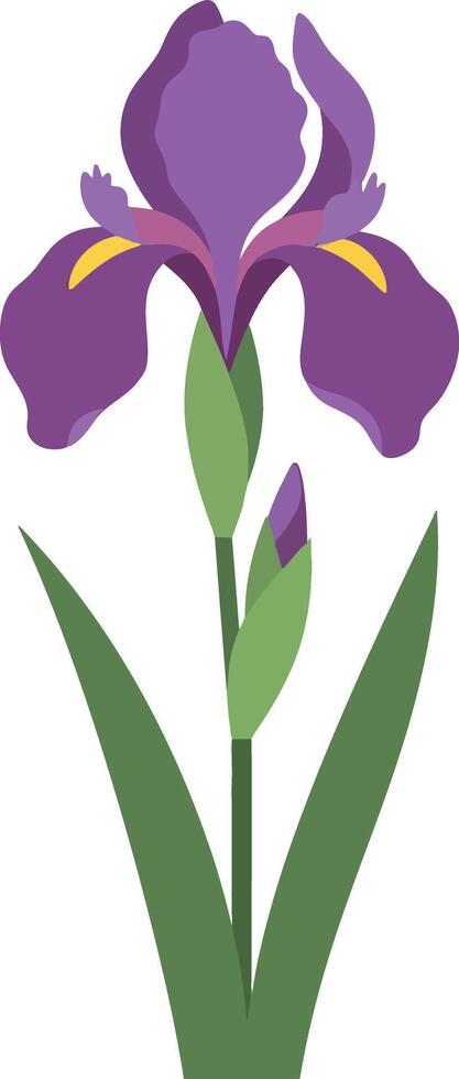 Purple iris flower with vibrant petals and green leaves in a minimalistic flat design style showcasing natural beauty in art vector