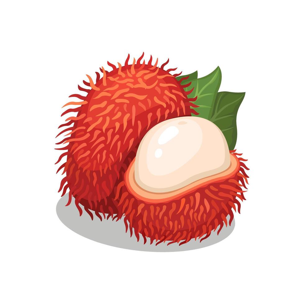 Rambutan Indonesian Lychee Fruit Cartoon illustration vector