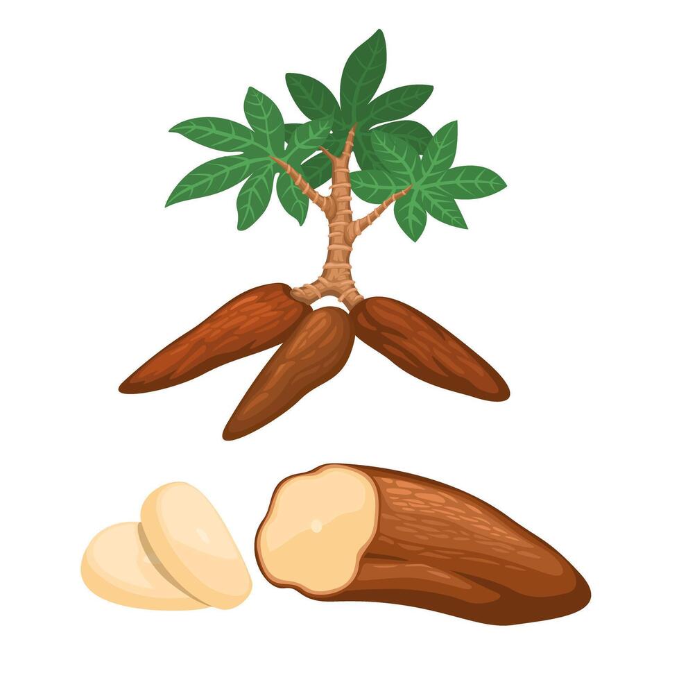 Casava Collection Set Illustration vector