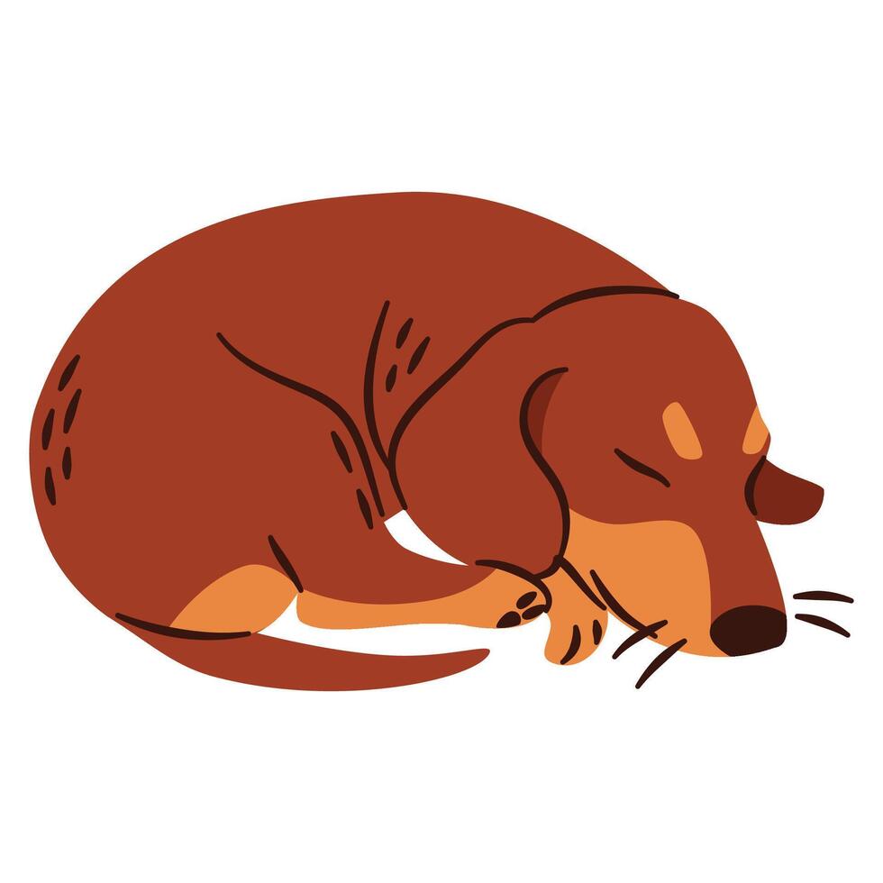 Flat illustration in a simple children's style. Cute dachshund dog sleeping on white background vector