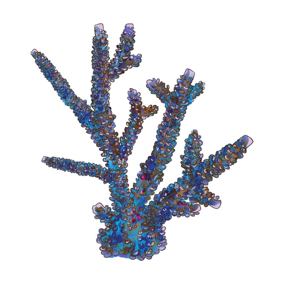 Hand drawing details Australia coral illustration vector