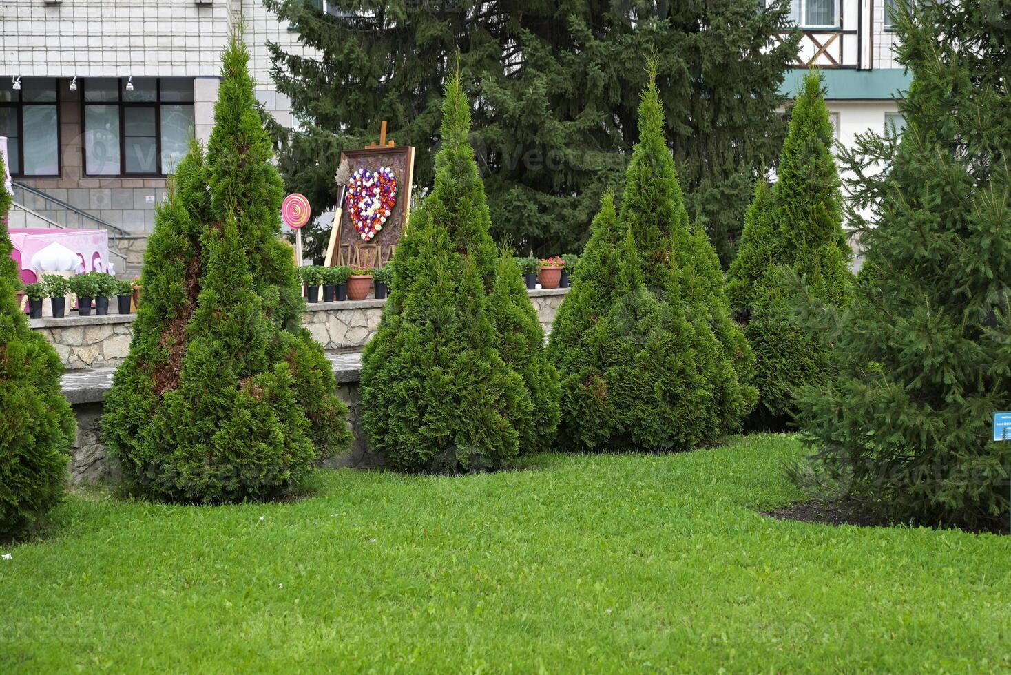 White Cedar Tree Thuja in a small garden On a sunny, beautiful day. Two Arborvitae Emerald as an accent in the garden design. Sunny summer day photo