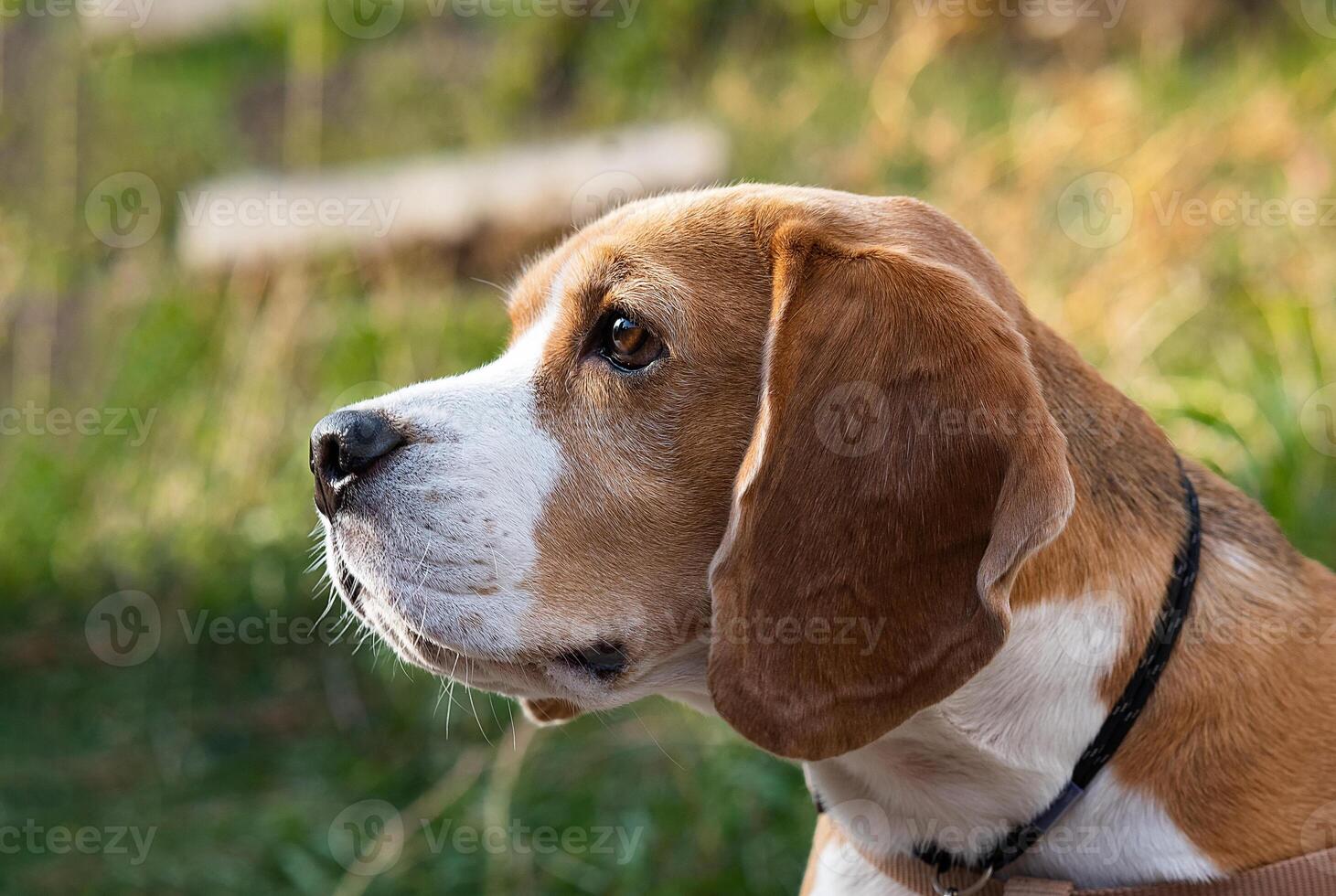 Beagle puppy looking up. Pet portrait indoors. photo