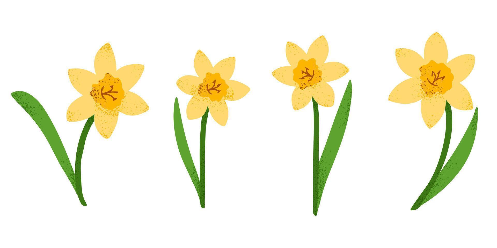 Stylized yellow daffodils with a textured effect, creating a modern and artistic botanical illustration, ideal for prints, greeting cards vector