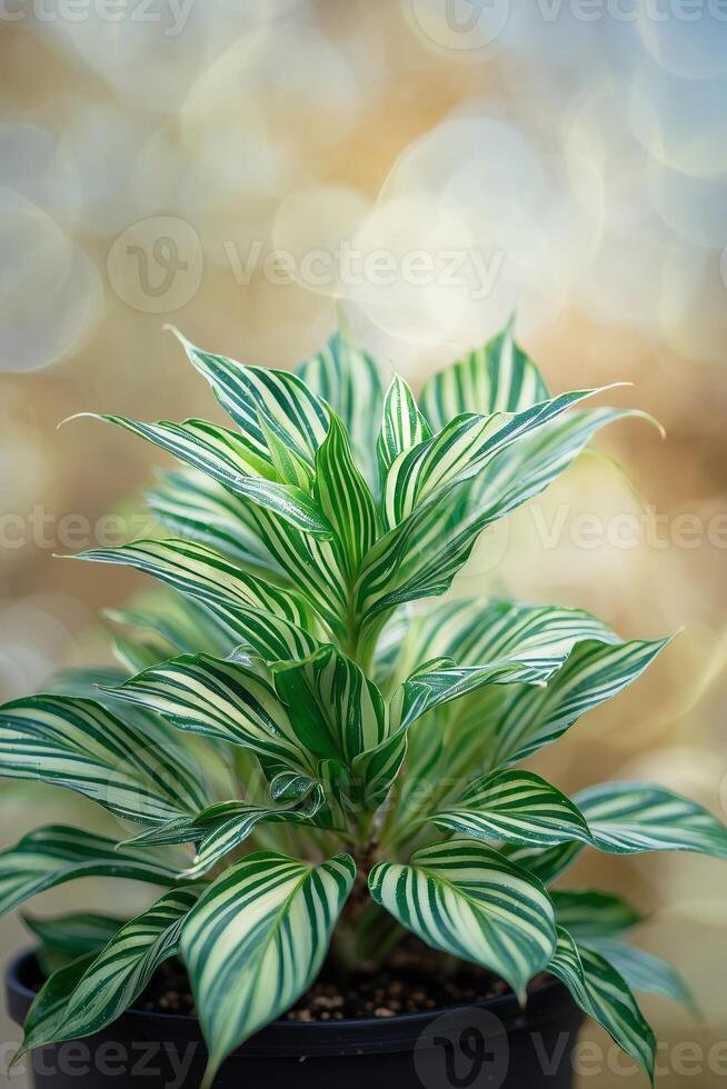 Colorful striped leaves of a tropical plant highlight a serene indoor environment with soft lighting photo