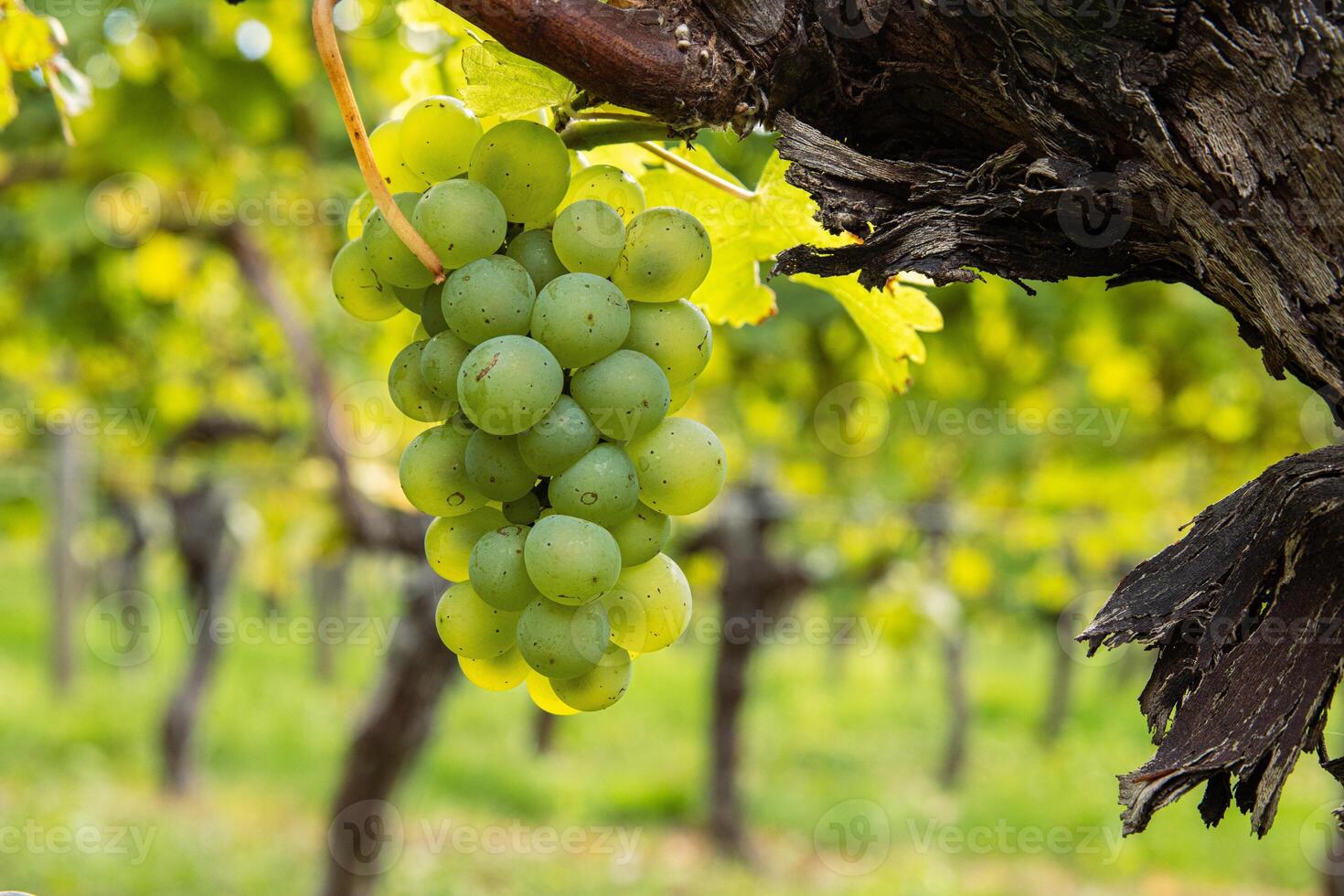 Closeup of green grape cluster hanging on a twisted vine. Ripe grapevine growing on an old trunk in a lush vineyard, Winemaking, agriculture in Wuerzburg, Franconia, Bavaria, Germany. 2 photo