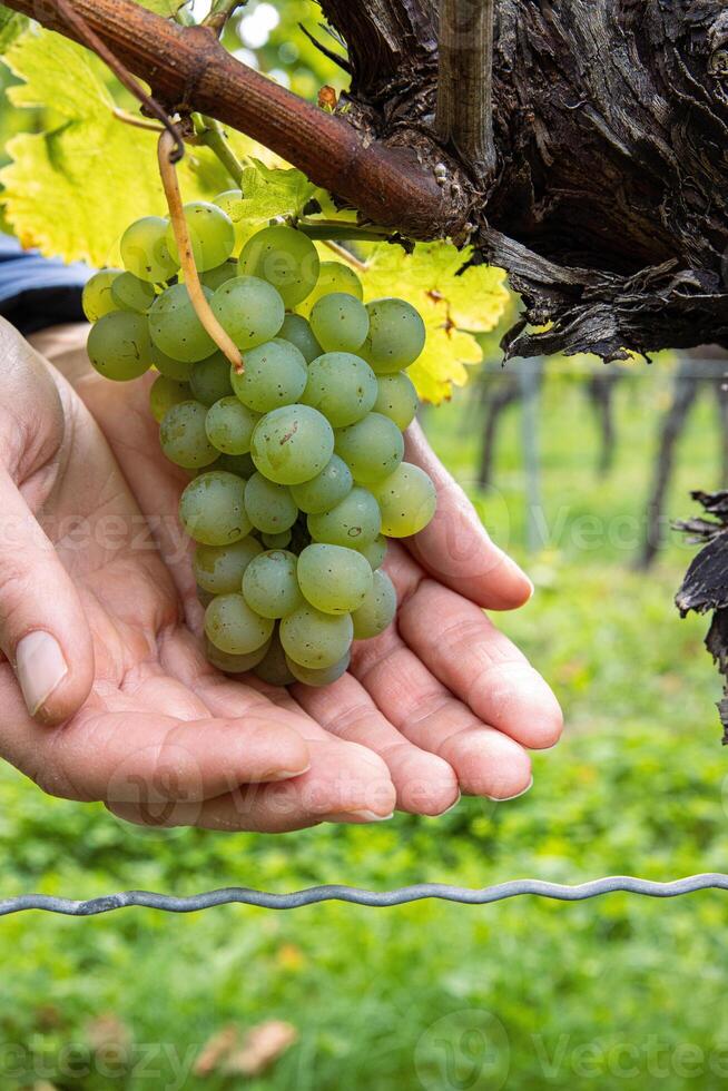 Woman holding a bunch of ripe grapes in open hands. Green grape cluster hanging on a twisted vine. Ripe grapevine growing on an old trunk in a lush vineyard in Wuerzburg, Franconia, Bavaria, Germany 5 photo