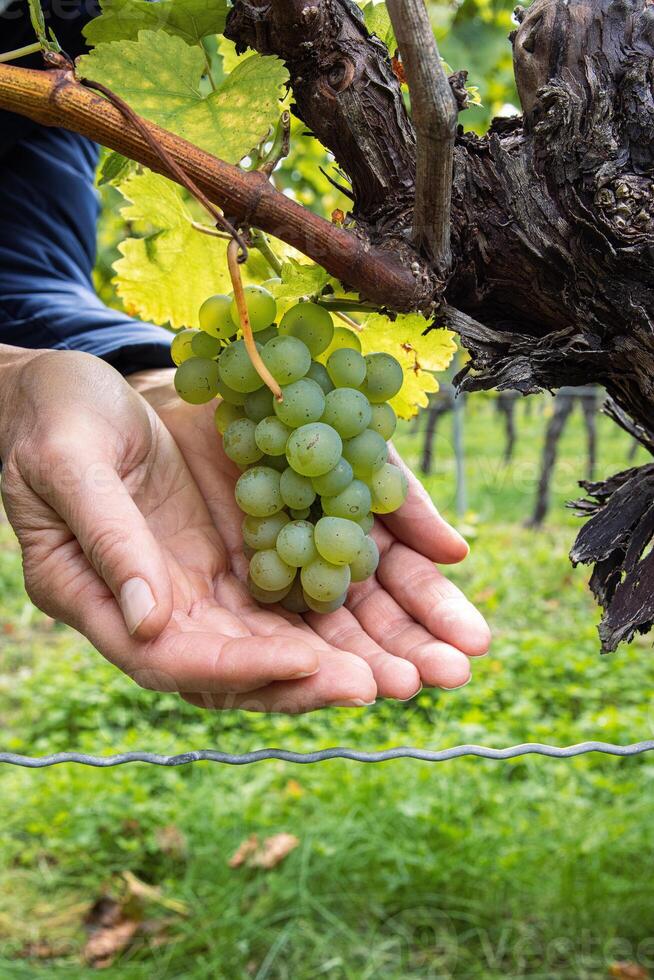 Woman holding a bunch of ripe grapes in open hands. Green grape cluster hanging on a twisted vine. Ripe grapevine growing on an old trunk in a lush vineyard in Wuerzburg, Franconia, Bavaria, Germany 3 photo