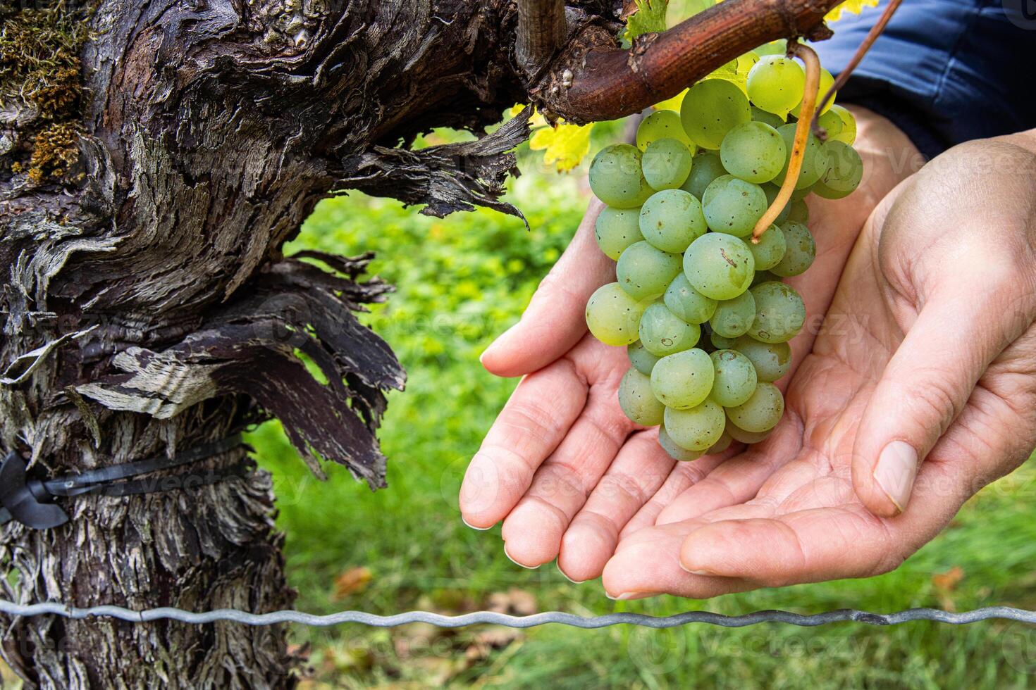 Woman holding a bunch of ripe grapes in open hands. Green grape cluster hanging on a twisted vine. Ripe grapevine growing on an old trunk in a lush vineyard in Wuerzburg, Franconia, Bavaria, Germany 2 photo