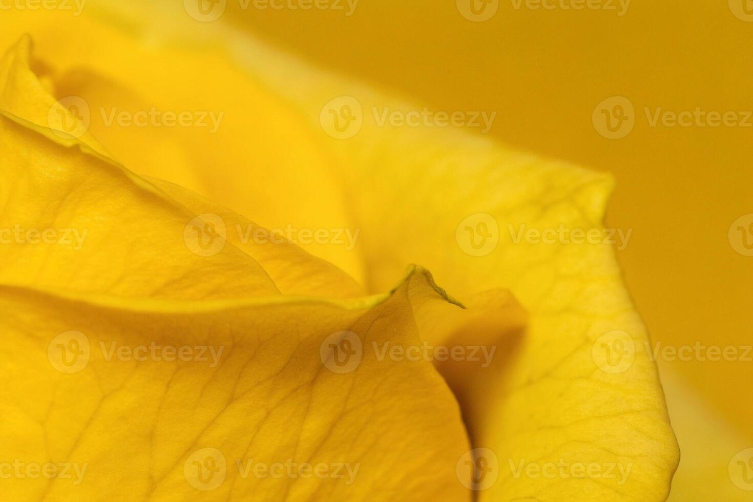 close up of a yellow rose with a yellow background photo