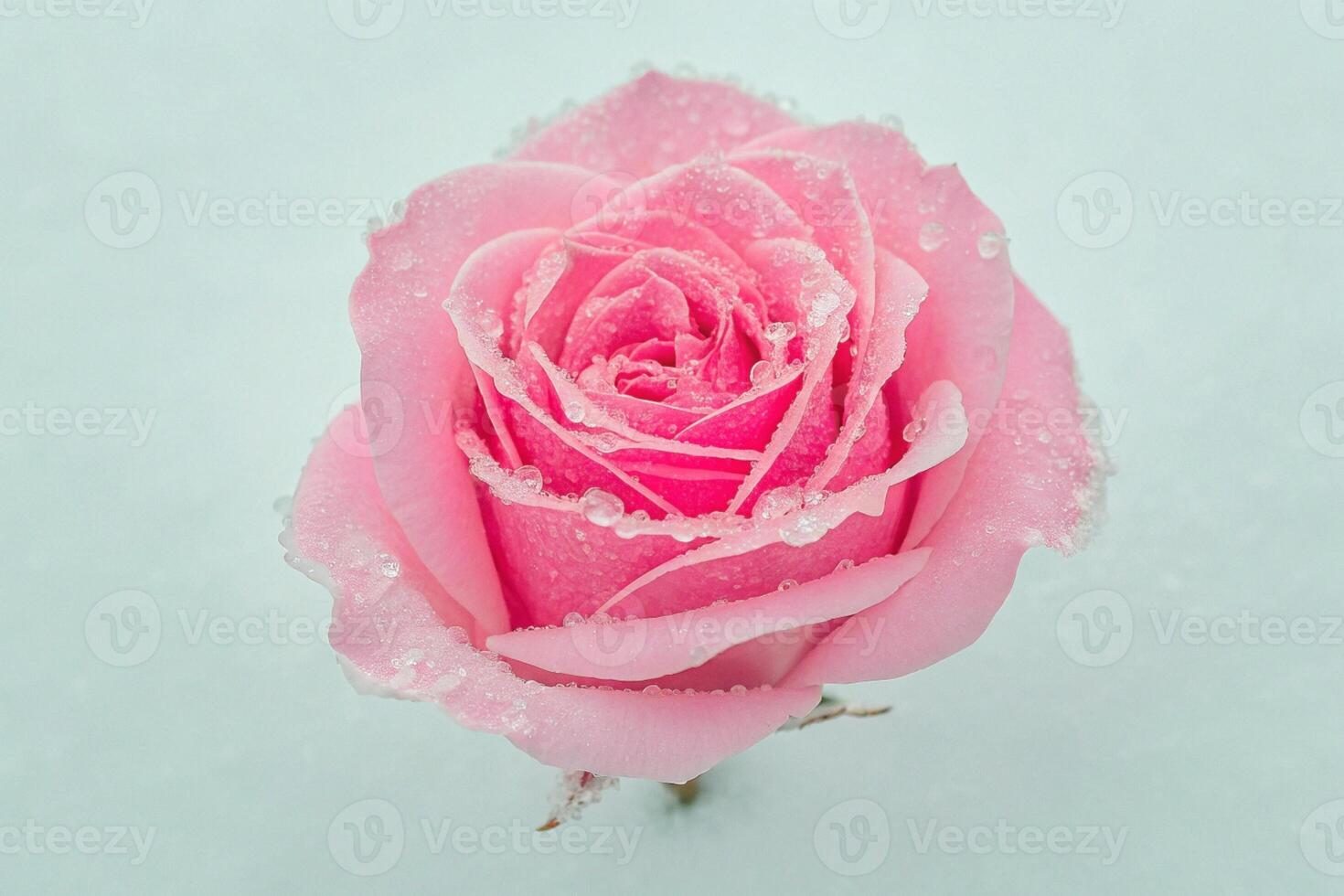 pink rose in the snow photo