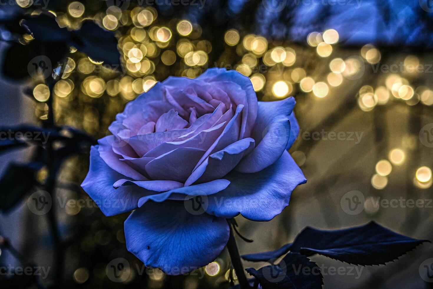 a rose in front of a lighted background photo