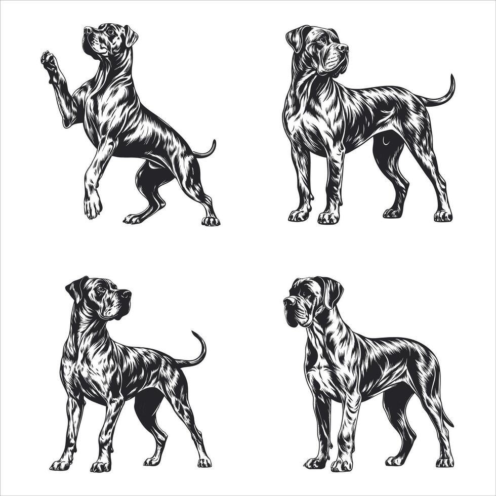 Maltese Royalty Born to be Spoiled vector