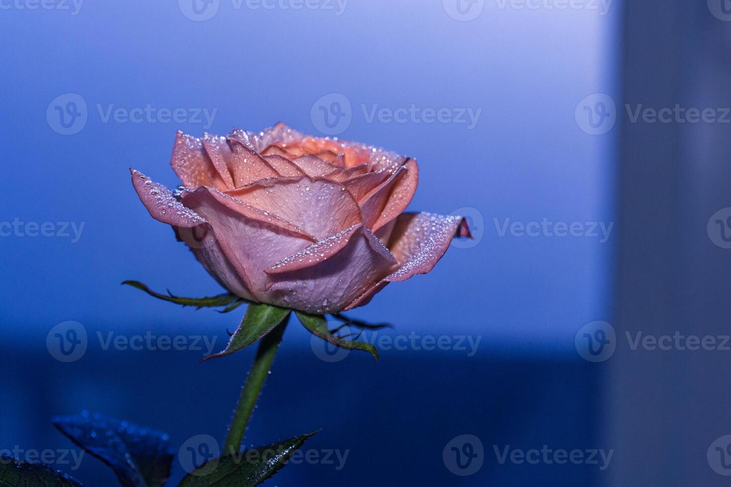 a single rose is shown in front of a window photo