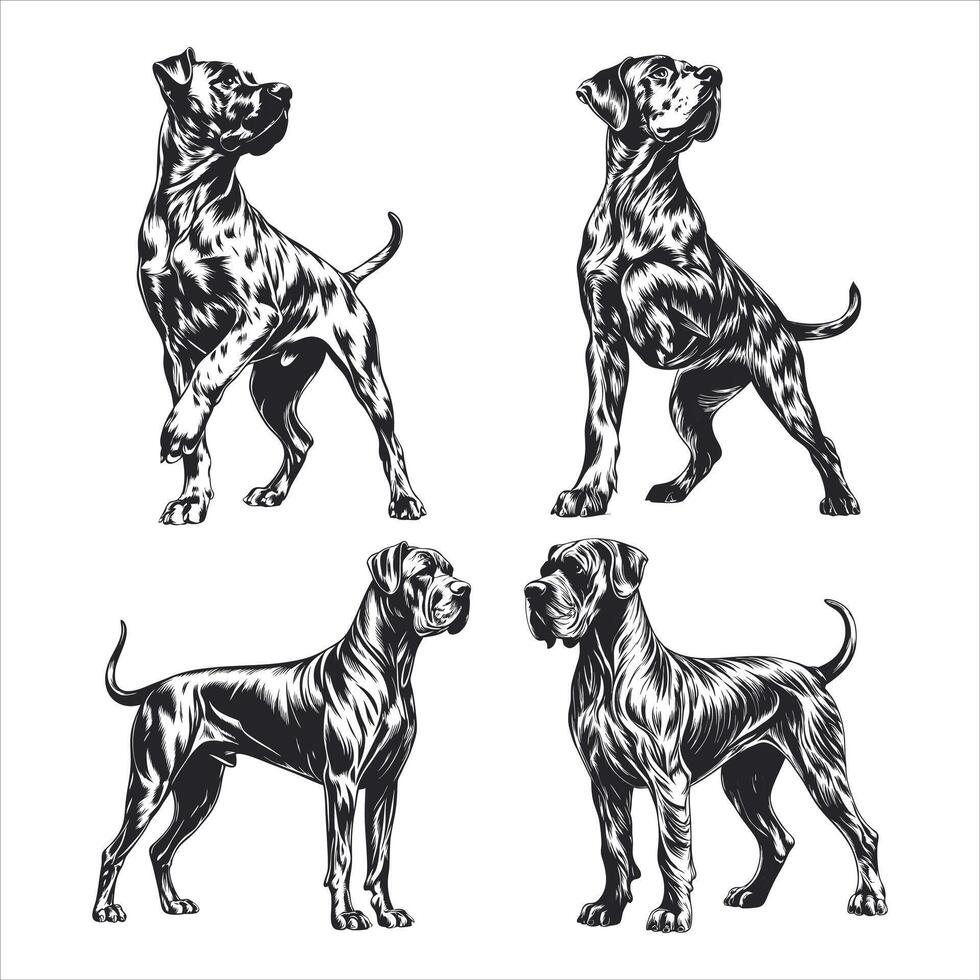 Elegant Maltese A True Lap Dog vector
