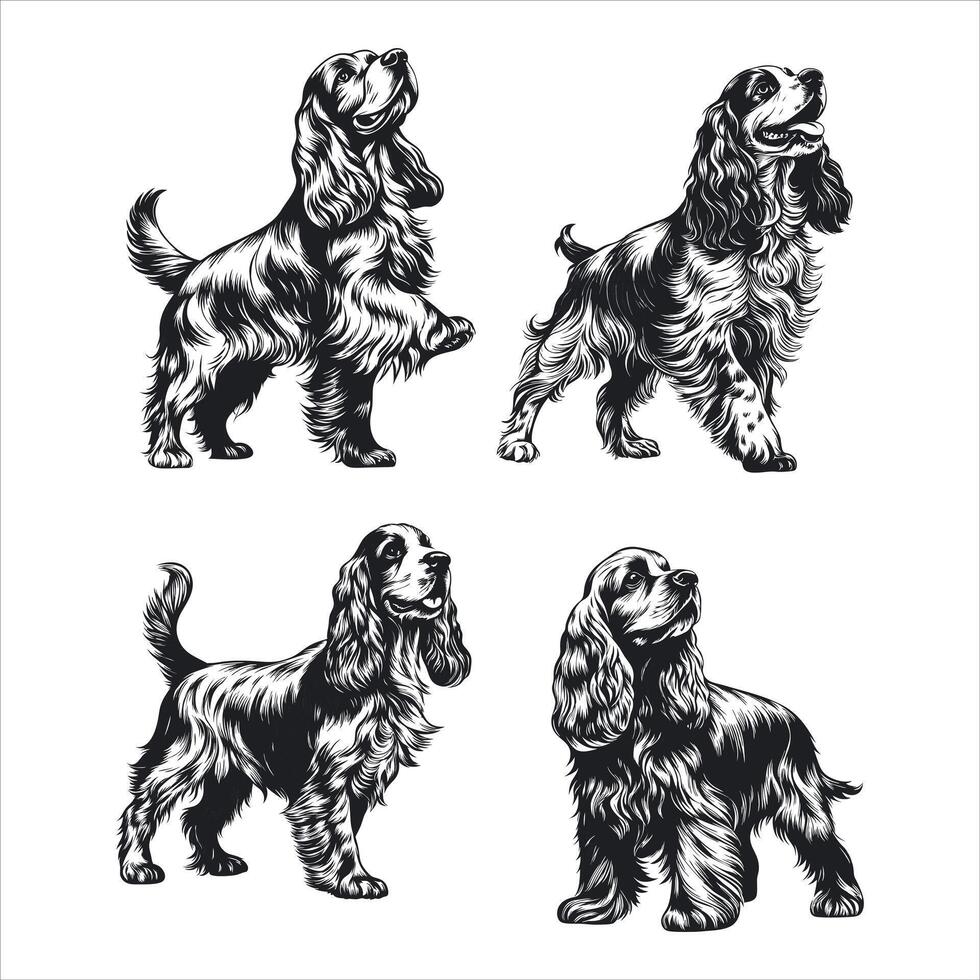 English Cocker Spaniel A Bundle of Energy vector